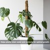 Moss Pole Coconut Stick DIY Modeling Plant Climbing Pole Climbing