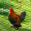 PVC Hexagonal Poultry Netting Chicken Wire 36" x50' x 1"