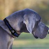 Dog Collar - Thin Blue Line (2 Styles Available)