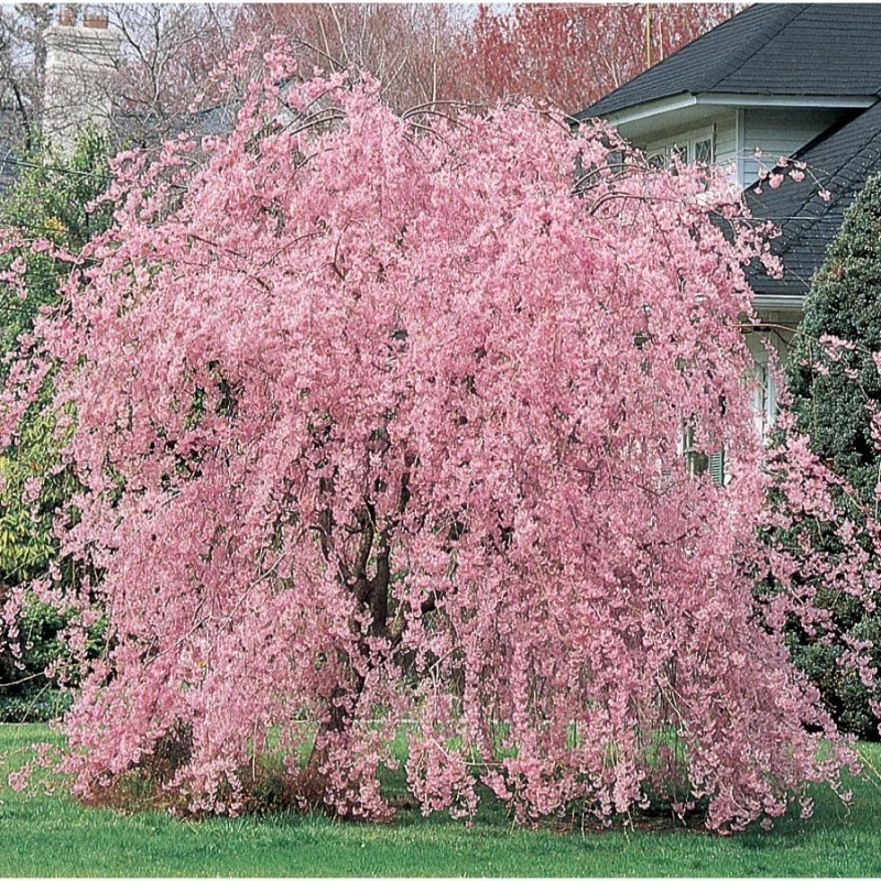 Toadstool Seeds 5 Weeping Pink Cherry Tree Seeds Flowering Japanese