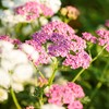 Eden Brothers Yarrow Seeds - Cerise Queen