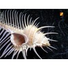 Florida Shells and Gifts One Beautiful Small Venus Comb Murex