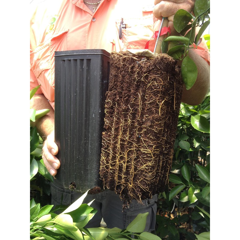 Stuewe & Sons – Citrus Treepot Growing Kit – CP512CH