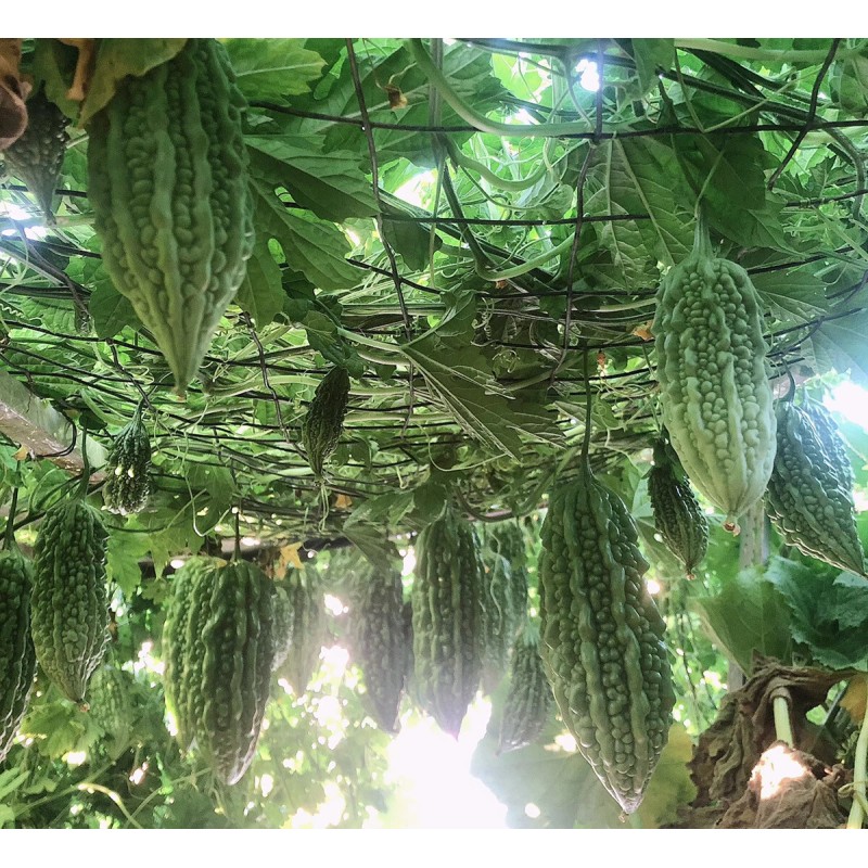 Fresh Bitter Melon 10 Seeds Package Fresh Harvested U.S. Seller