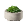 ASA Succulent II 66241444 Green Diameter 8.5 cm in Grey