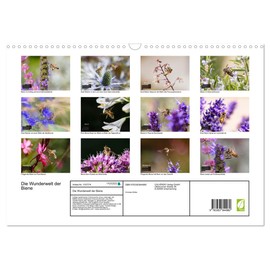 Die Wunderwelt der Biene (Wandkalender 2025 DIN A3 quer), CALVENDO Monatskalender [Calendar] Christian Müller