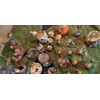 Vivid Arts - SB-ROBN-G Silver Birch Robin Wood Effect Garden