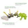 TOYANDONA 1 Set Animal Life Cycle Figures of Frog Growth