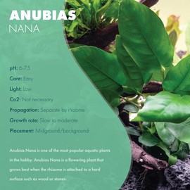 SubstrateSource Anubias Live Aquarium Plants - Potted Freshwater Plant for Fish Tanks, Terrariums - Beginner Friendly Low Light (Nana, 5 Pots)