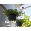 Southern Seeds Moss Rose, Pink - 250 Seeds - Heirloom