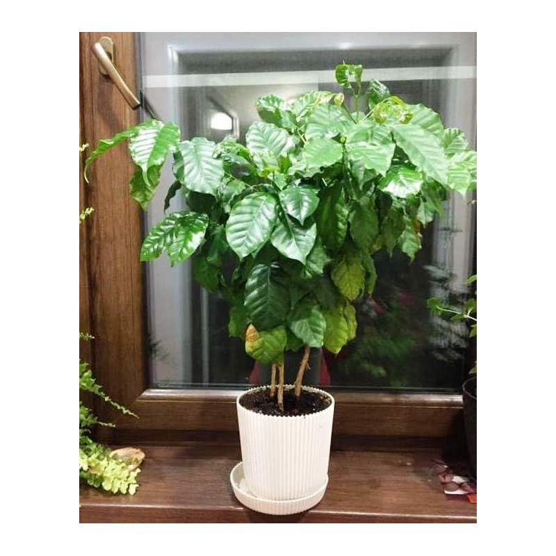 Seeds4planting - Seeds Coffee Tree Arabian Ornamental Dwarf Plant Perennial