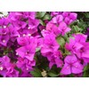 Purple Bougainvillea Live Plant- In 4" Pot
