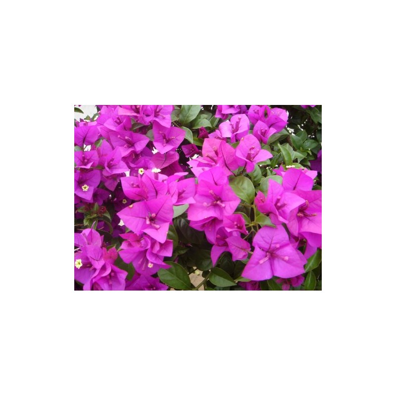 Purple Bougainvillea Live Plant- In 4" Pot