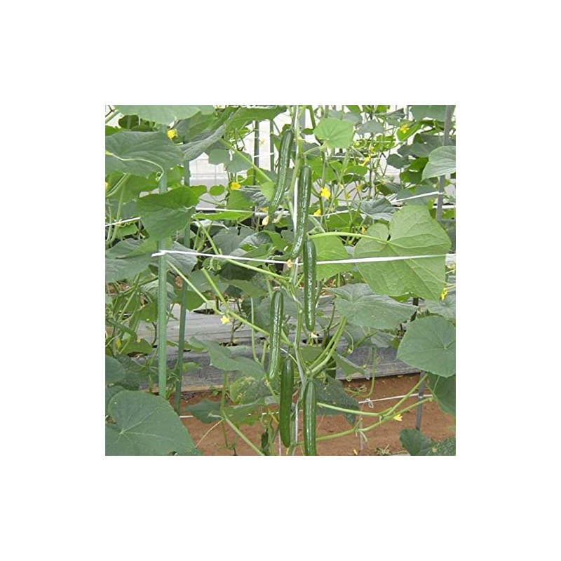 Cucumber Seeds - Housaku - Hybrid - 1 Oz ~20