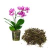 JFWOD 6QT Orchid Potting Mix with Moss Pine Bark Mulch