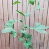 Planet Desert Ginkgo biloba