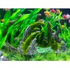 BEGONDIS Dragon's Lair Shaped Aquarium Ornament - Mystical Mountain Cave