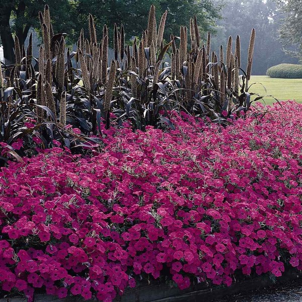 Outsidepride Spreading Tidal Wave Pink Hot Petunia Flower Seeds -