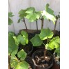 Grape Cutting Vine Sweet Seedless Green Ready To Plant