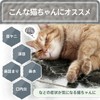 Happet L-Lysine for Cats, 100% Domestically Produced, Fine Powder, Spoon