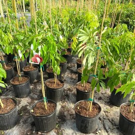 Gardenera GARDENERA Premium Lychee Potting Soil Mix - Perfect Balance of Nutrients, Drainage, and Aeration for Thriving Lychee Trees - 4 Quart