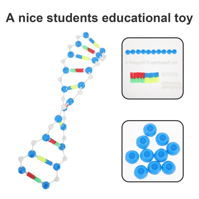 Abaodam Components of Double DNA Model DNA Model Kit DNA