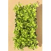 Ligustrum Waxleaf Privet - 30 Live Plants 2" Pot Size