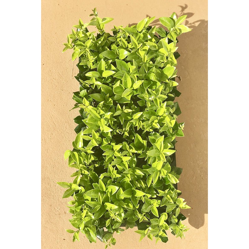 Ligustrum Waxleaf Privet - 30 Live Plants 2" Pot Size