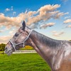 Gallopoff Headcollar for Horses, Thickened Adjustable Headcollar, Horse Halter, Durable