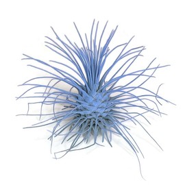 Thin Colored Air Plant, Live Tillandsia House Plant, Easy Care Indoor Outdoor, Great Gift, Healthy Arrival Guaranteed, (Light Blue)