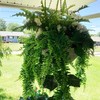 VOELIGT 26PCS Artificial Hanging Plants Faux Hanging Greenery 82CM Fake