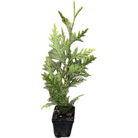 20 Thuja Green Giant Arborvitae Trees/Shrubs - 6-12" Tall Seedlings - Live Plants - 2.5" Pots