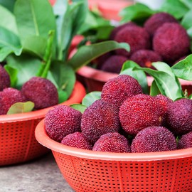 BAYBERRY FRAGRANCE OIL - 4 OZ - FOR CANDLE & SOAP MAKING BY VIRGINIA CANDLE SUPPLY - FREE S&H IN USA