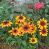 Black Eyed Susan Seeds - Autumn Forest - 1 Ounce