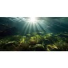 MIRRORANG 120 x 50 cm Underwater Aquarium Background Water Plant