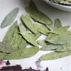 Senna Dried Leaves Herbal Tea Natural Loose Leaf Cassia Senna