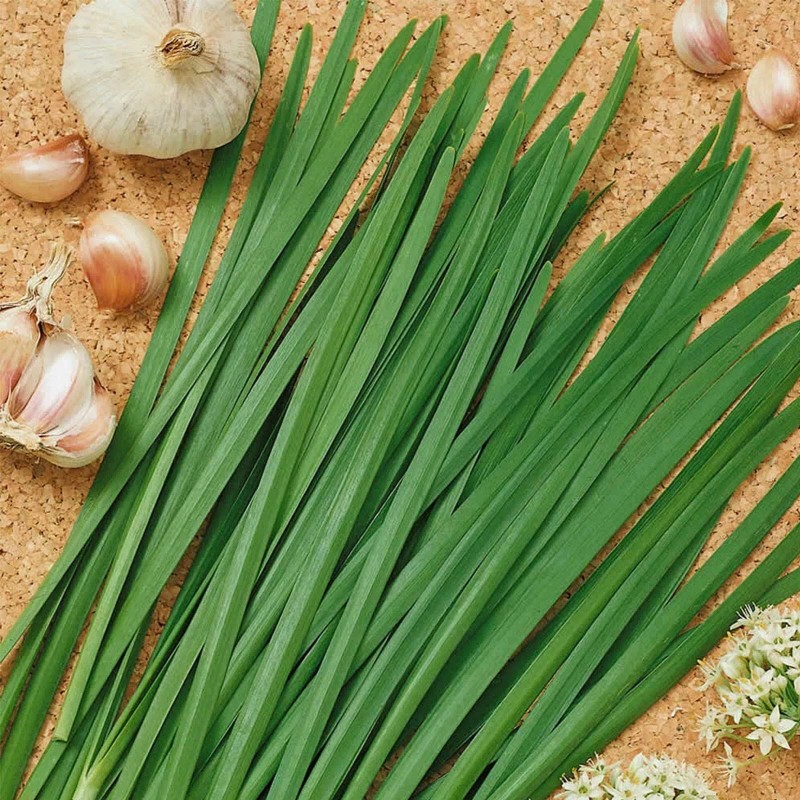 Garlic Chive Seeds | Organic | NON-GMO | Heirloom |