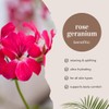 Rose Geranium – 1/2 fl oz (15 ml) Glass Bottle