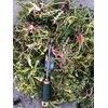 Edward Tools Weeding Tool - Leverage Metal Base Creates Perfect