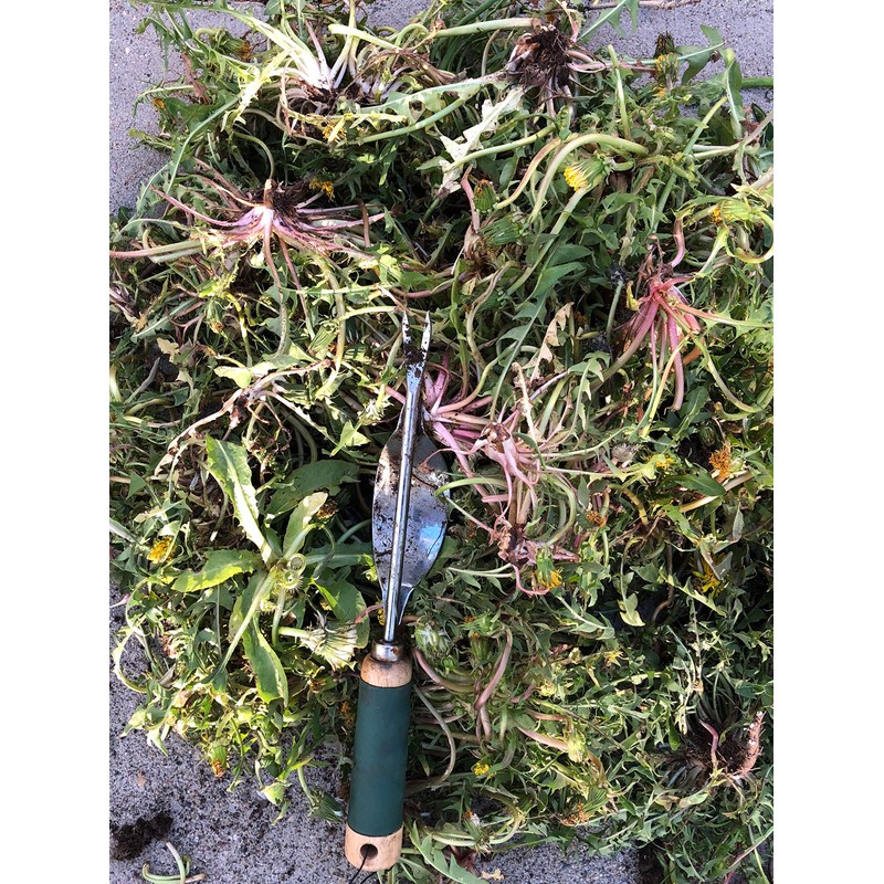 Edward Tools Weeding Tool - Leverage Metal Base Creates Perfect