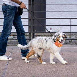 NAMSAN Dog Collar and Leash Set, Retractable Leash for Small to Medium Dogs, All-in-One Doggie Leash with Collar, Adjustable Doggy Collar with String Built-in for Medium Dogs, Orange