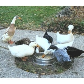 Wisconsin Brand Chicken Rooster Game Bird Feed 15 OZ Scratch Grain Pellet Oyster Shell Omega 3 6