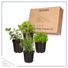 Live Aromatic and Edible Herbs - Assorted Varieties (4 Per
