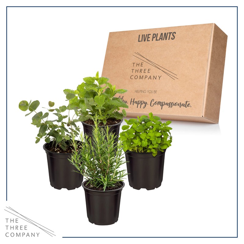 Live Aromatic and Edible Herbs - Assorted Varieties (4 Per