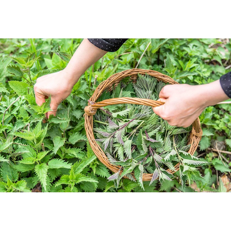 Nettle Tea - 8Oz (REAL WILD HARVEST) | 100% USDA