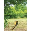 Songbird Essentials Squngee Squirrel Feeder, Amusing Bungee and Bell Squirrel