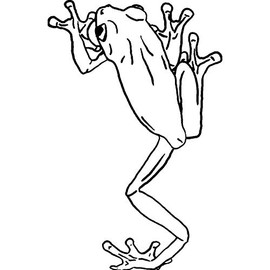 'Tree Frog' Rubber Stamp - Unmounted Design for Crafting & Scrapbooking, A8 (RS00032597)