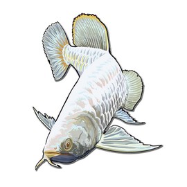 Platinum Arowana Fish 13 inch Full Color Indoor Outdoor Vinyl Decal