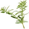 Hyssop - Hyssopus officinalis Loose Leaf c/s 100% from Nature