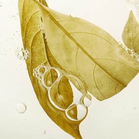 Whamisa Organic Herb Cestrum Leaf Outdoor Spray, Fermented Postbiotic Formula for Relaxing Skin, Outdoor, Camping, Travel, Portable Odor Eliminator (100ml)